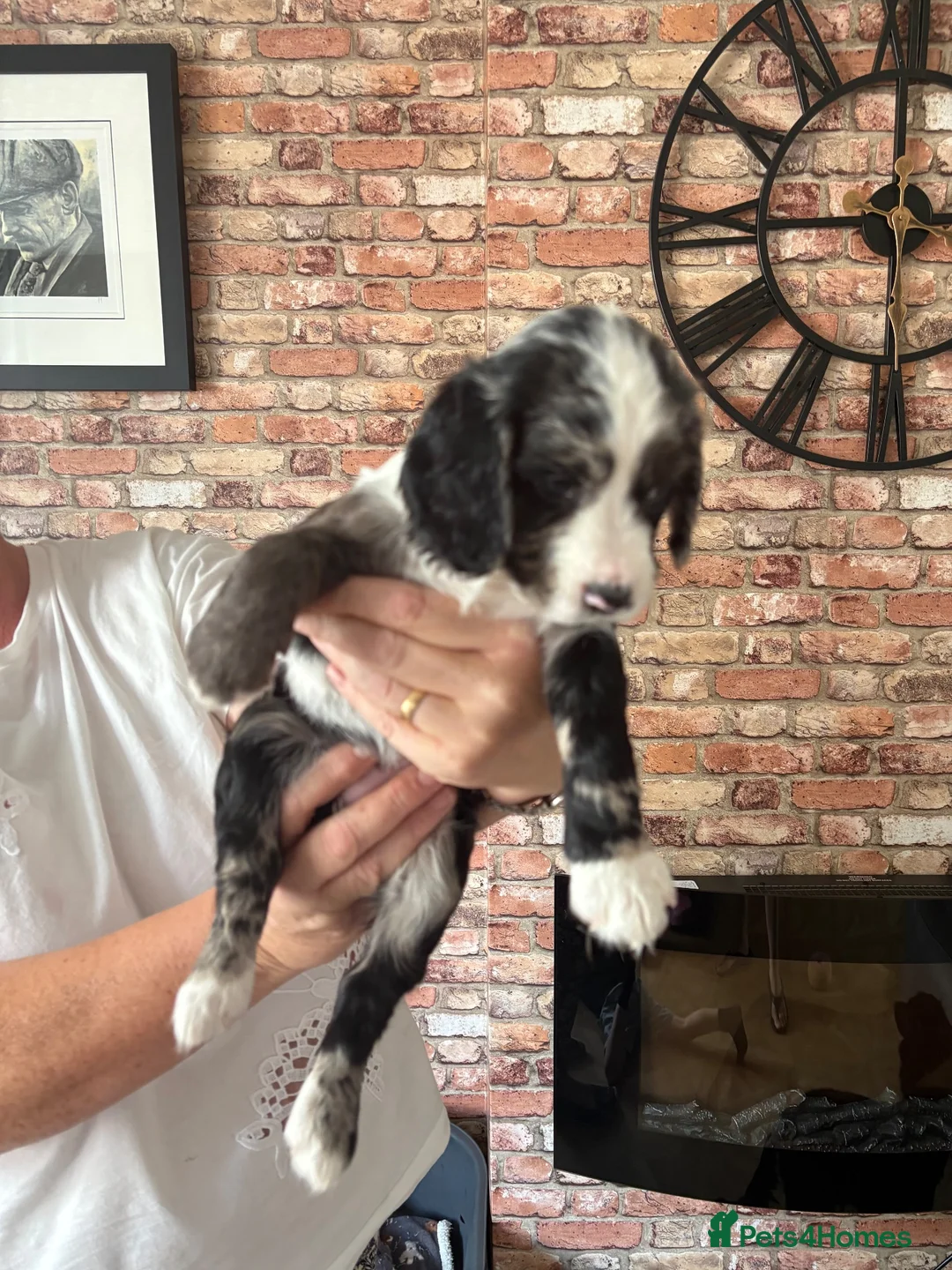 Cocker Spaniel dogs for sale: Cocker spaniels puppies for sale  - Advert 12