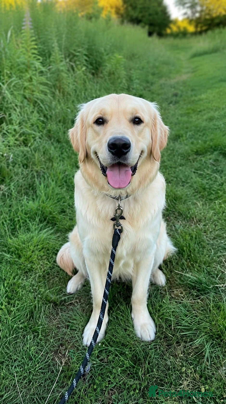Golden Retriever dogs Yellow  - Advert 1