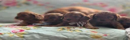 Cavapoo dogs for sale: Toy Cavapoo - Advert 21