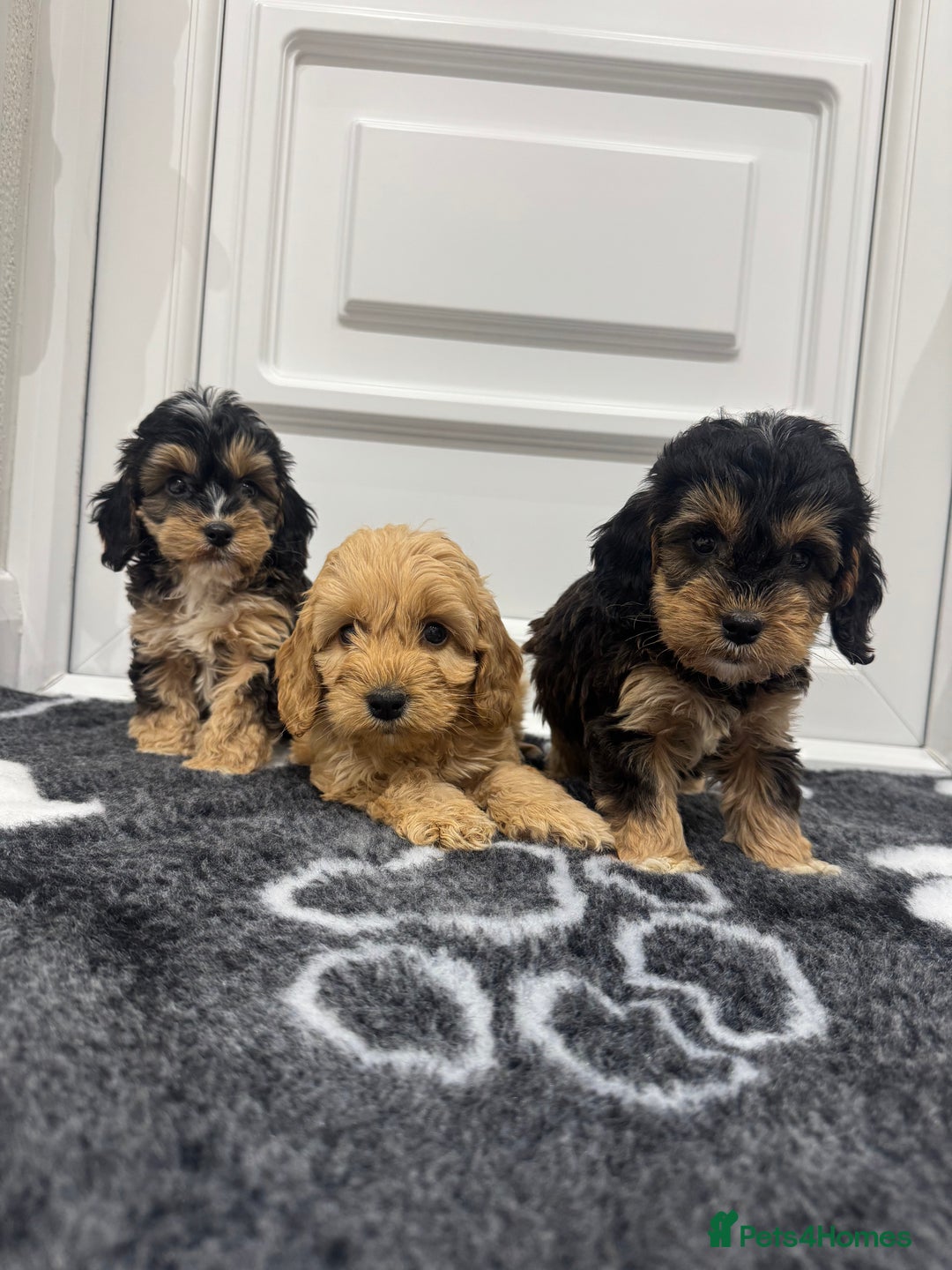Cockapoo dogs for sale: F1 pra clear Cockapoos(council lincesed breeder) - Advert 4