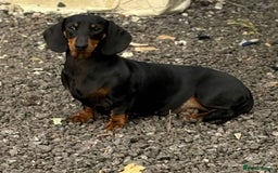 Dachshund dogs for sale: 2 dachshund sisters black & tan kc registered - Image 8