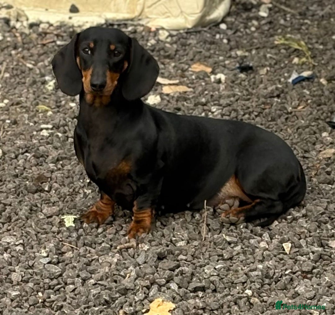 Dachshund dogs for sale: 2 dachshund sisters black & tan kc registered - Image 8