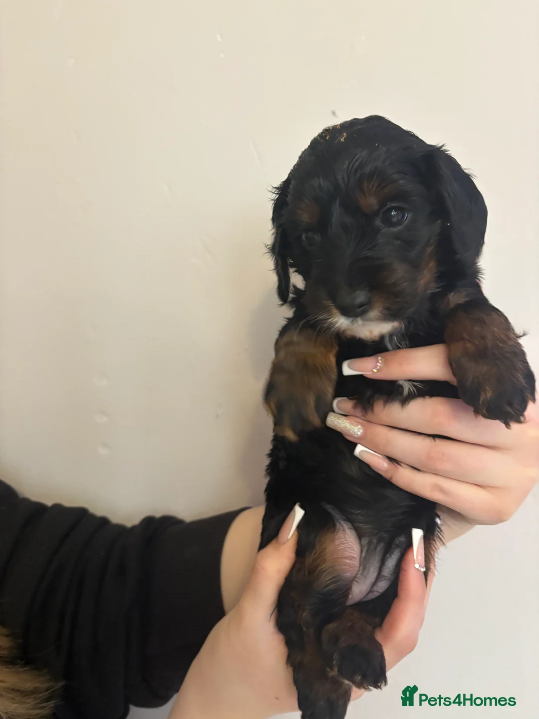 Cavapoo dogs for sale: Gorgeous cavapoos  - Advert 2