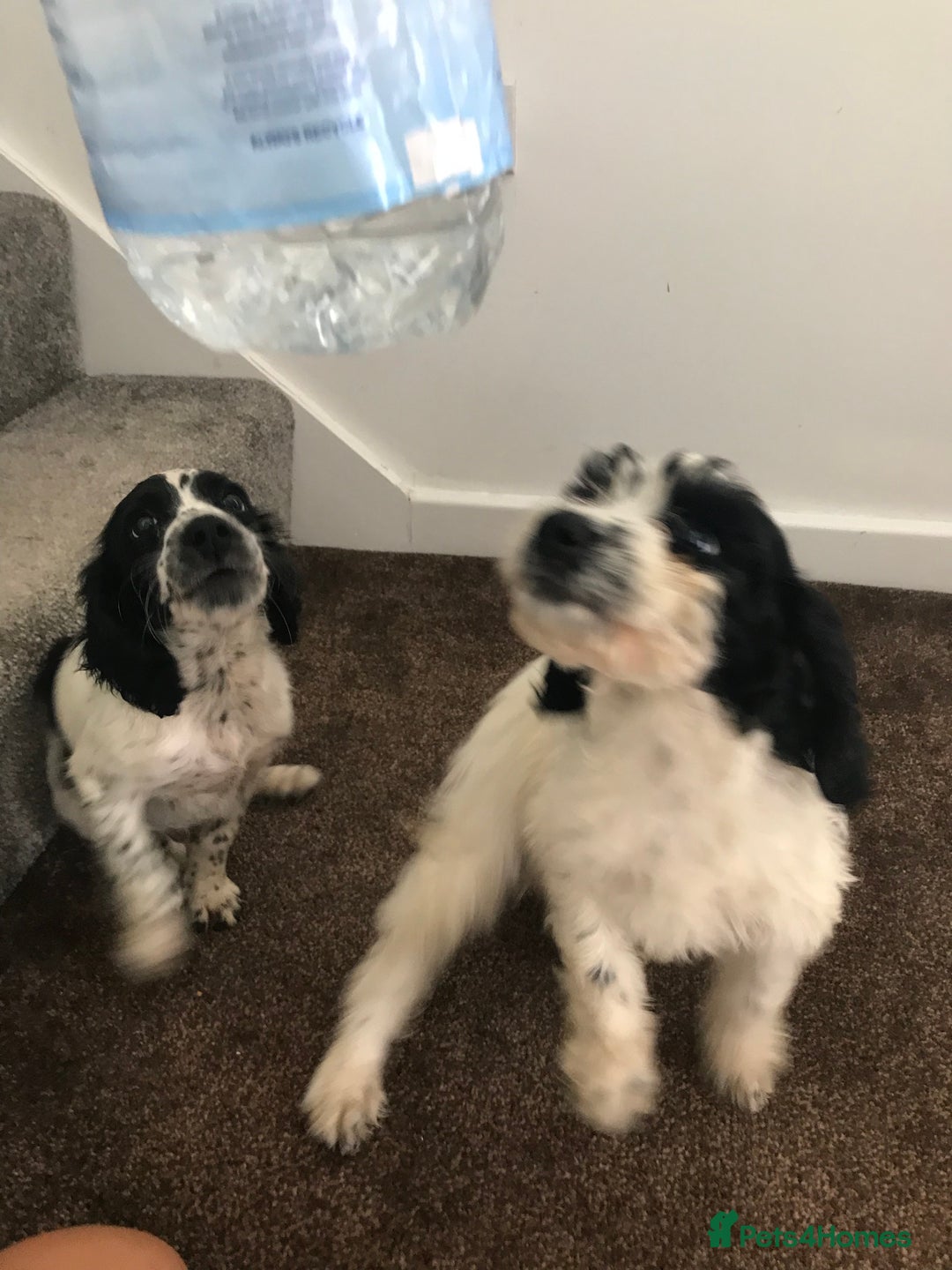 Sproodle dogs for sale: Sproodle - Image 12