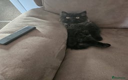 Persian cats for sale: Stunning Persian Boy - Image 15