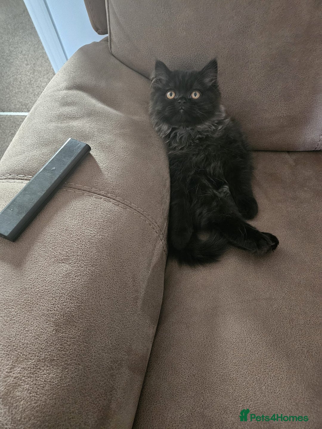 Persian cats for sale: Stunning Persian Boy - Image 15