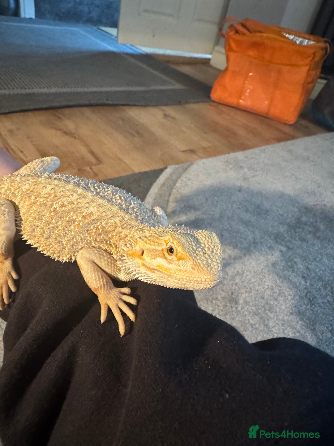 Bearded Dragon reptiles for sale: Miss pickles  - Advert 2