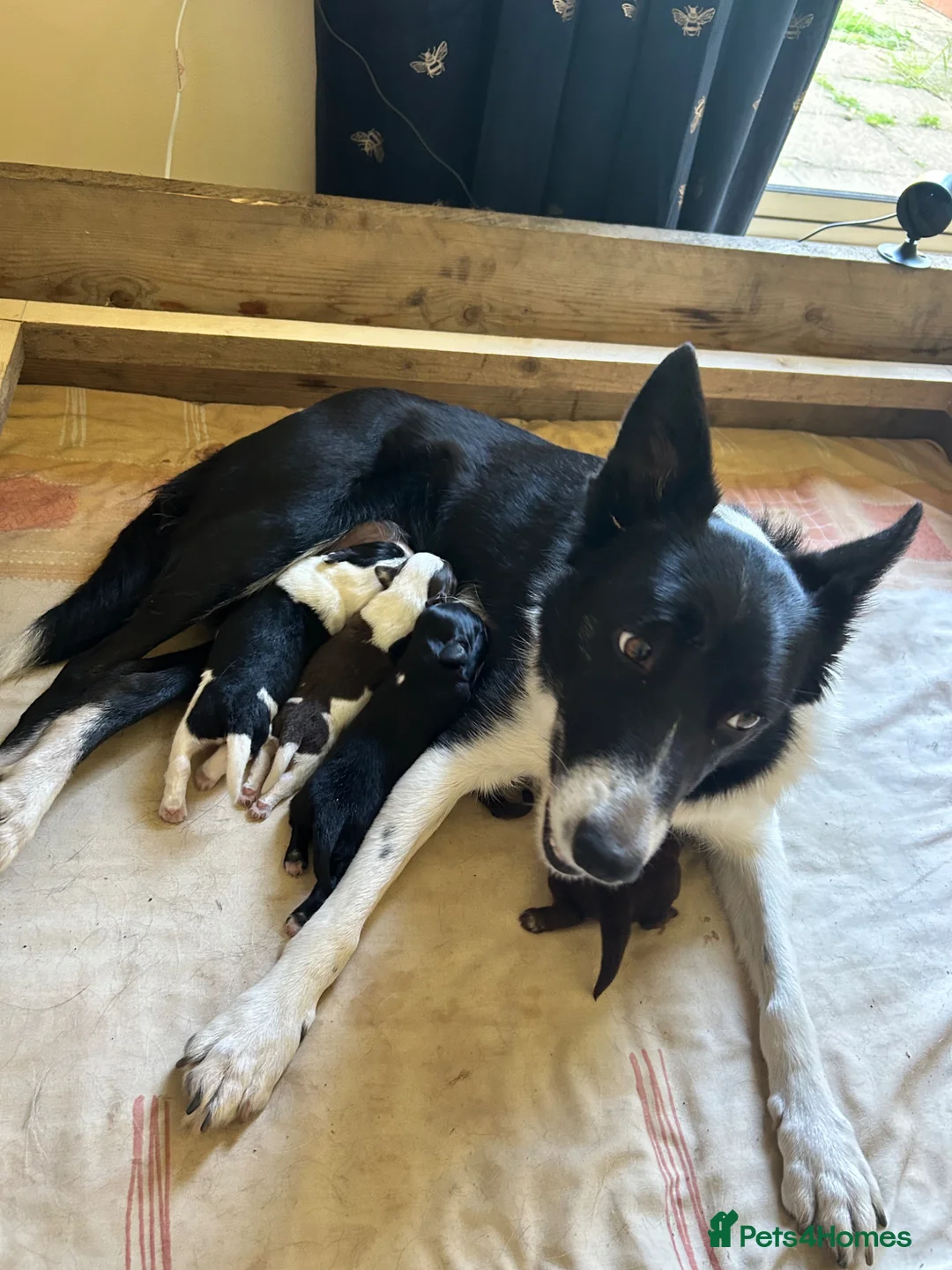 Mixed Breed dogs for sale: Borderpoo Puppies – Border collie x cockapoo in Lichfield - Advert 1