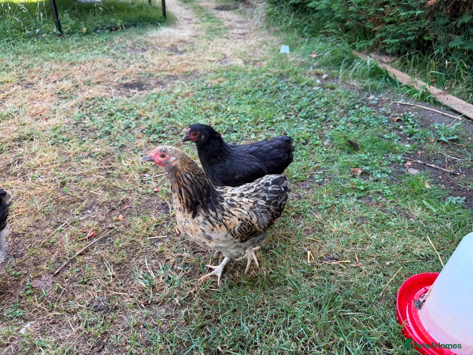 Chickens poultry Bantam chickens & cockerel  - Advert 2