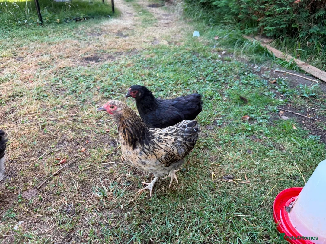 Chickens poultry for sale: Bantam chickens & cockerel  in Oxford - Advert 1