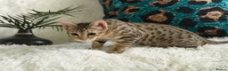 Bengal cats for sale: Stunning beautiful bengal kittens  - Advert 21