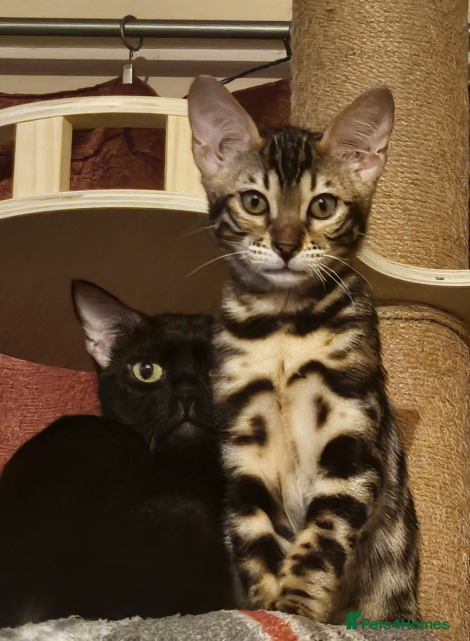 Bengal cats  FULL PEDIGREE Bengal Kitten Tica Registered - Advert 12