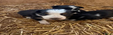 Border Collie 2