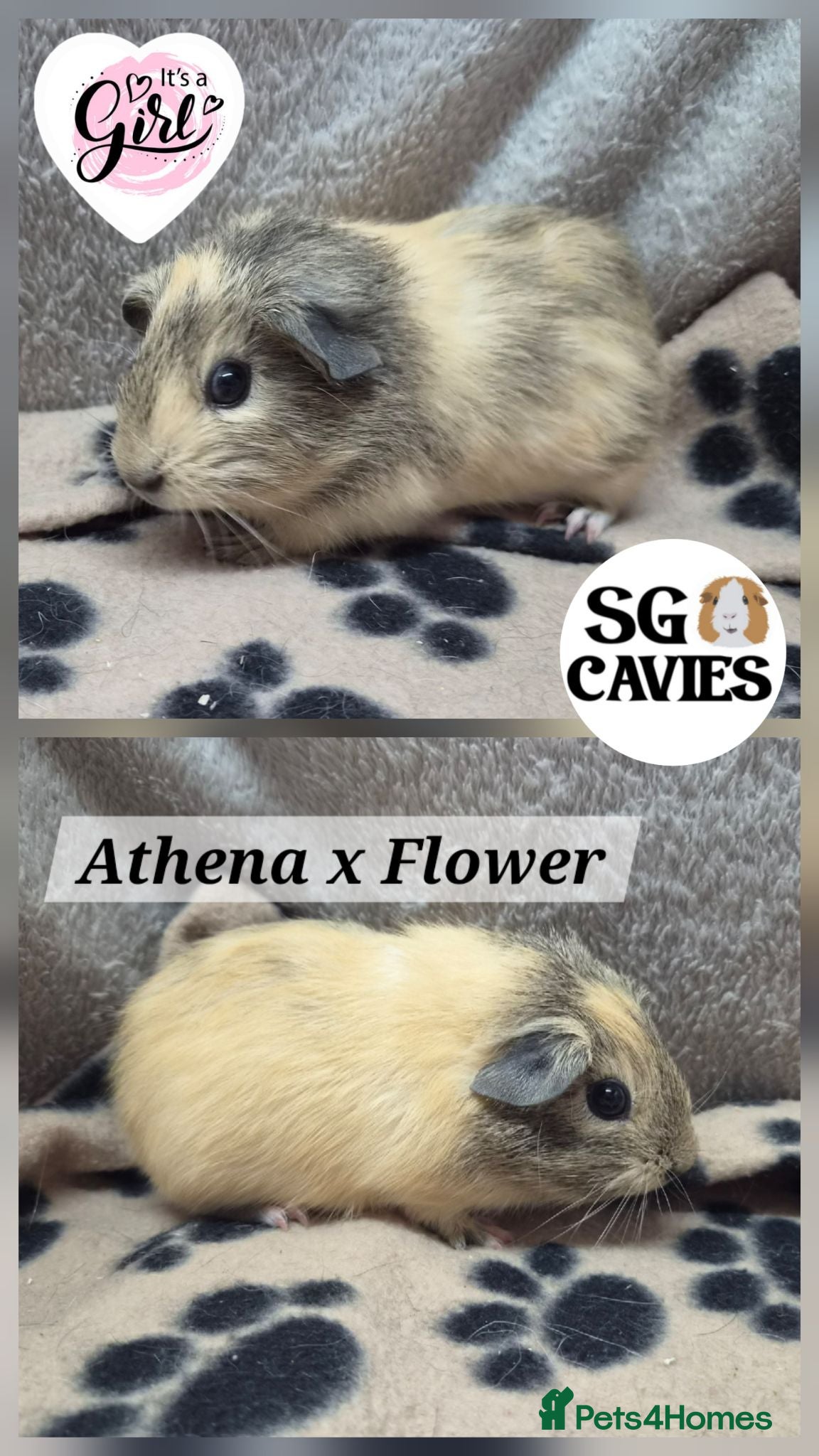 Guinea Pig rodents Beautiful baby guinea pigs for sale  - Advert 1