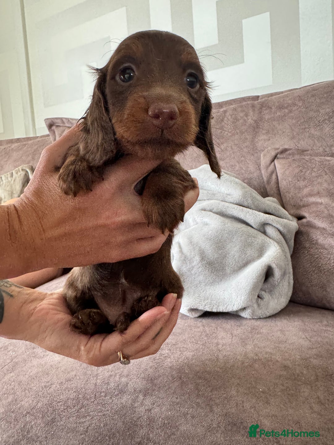 Miniature Dachshund dogs for sale: Long haired miniture dachshund  - Image 13