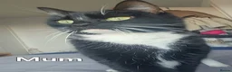 Mixed Breed cats for sale: Kittens - long hair - calico - Advert 1