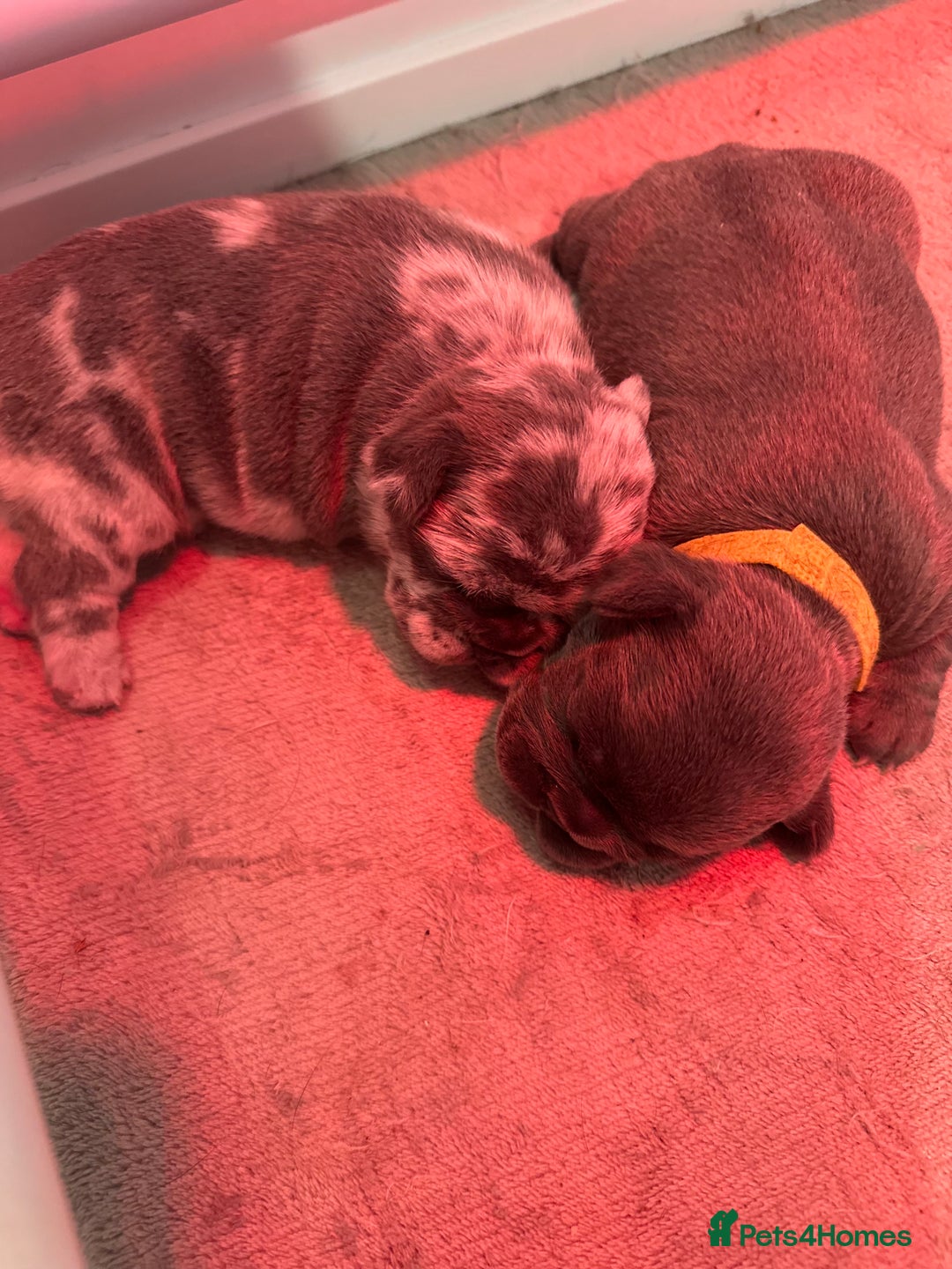 French Bulldog dogs for sale: 4 Beautiful Girl Frenchie's  - Image 22