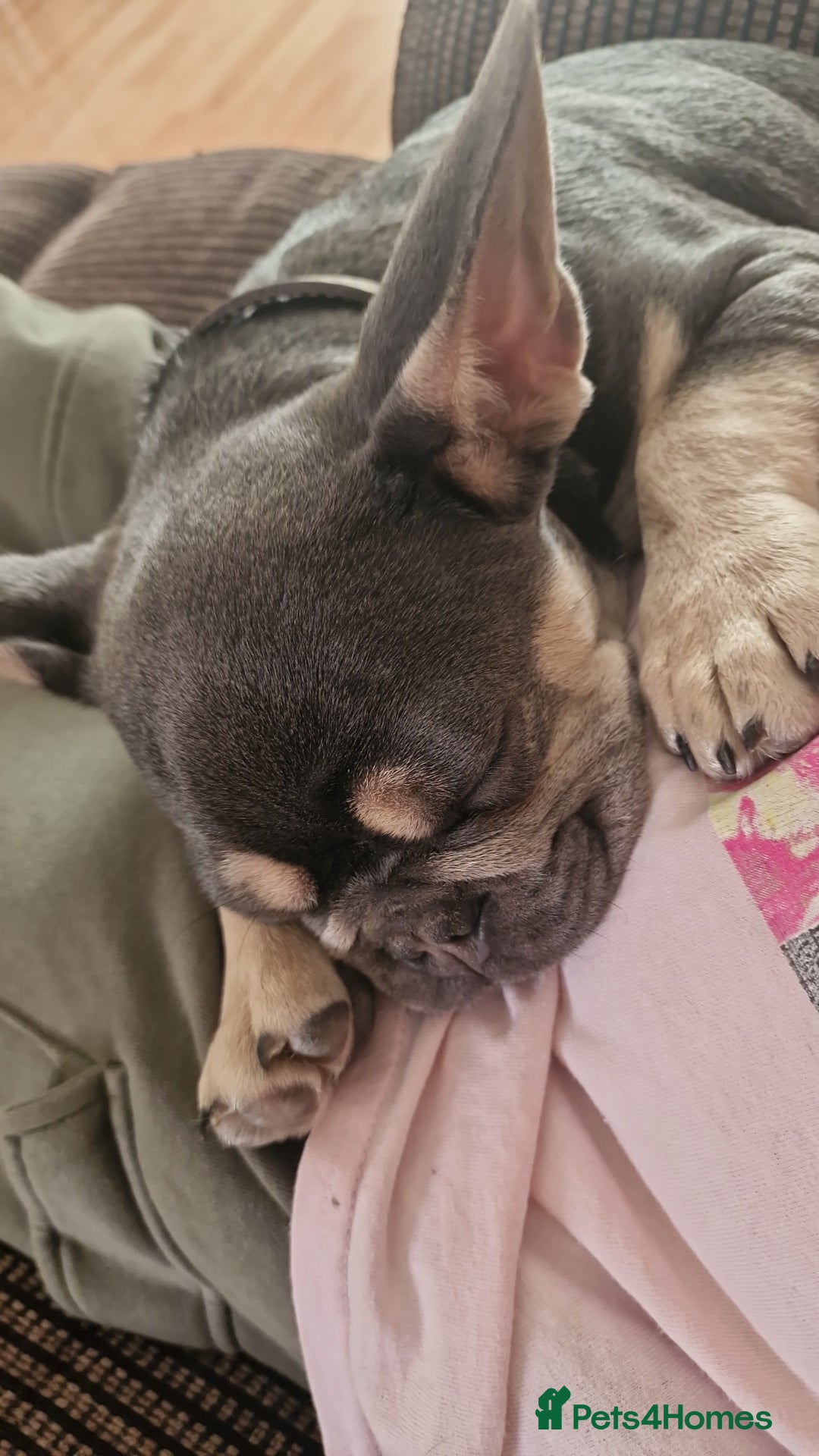 French Bulldog dogs for sale: Male 7 month old frenchie  - Image 8