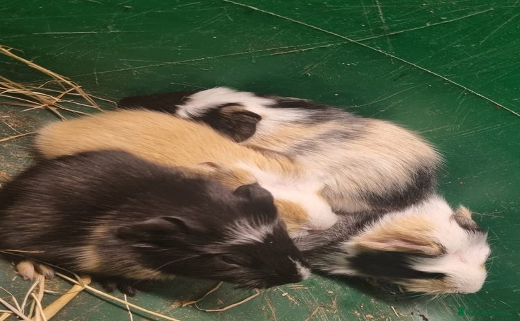 Guinea Pig rodents - Advert 1