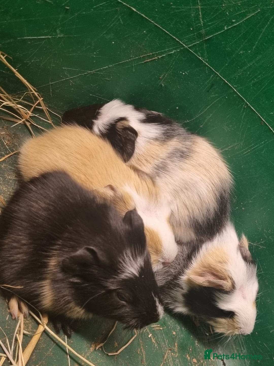 Guinea Pig rodents for sale: 2 female and 2 male Guinea pigs for sale! - Image 1