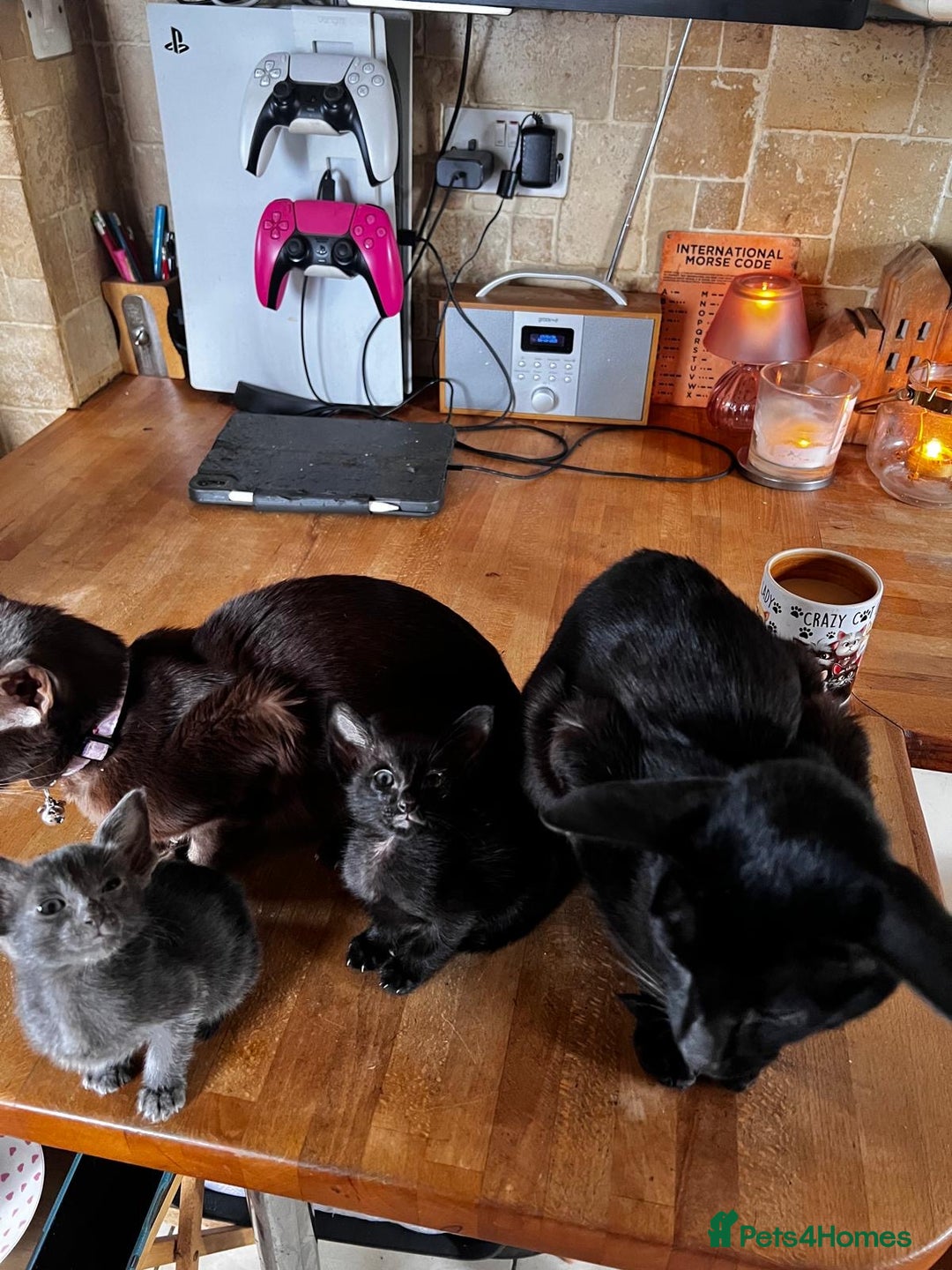 Oriental cats for sale: Oriental kittens  - Image 5