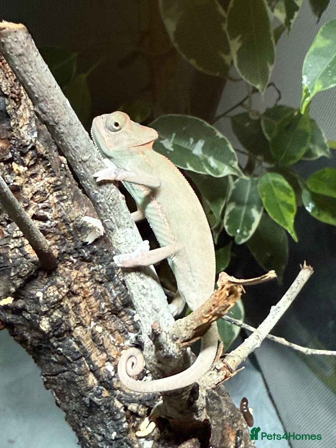 Chameleon reptiles for sale: Baby Yemen chameleons - Advert 5