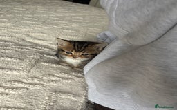 Mixed Breed cats for sale: *ONE LEFT* Beautiful long hair kittens - Advert 26