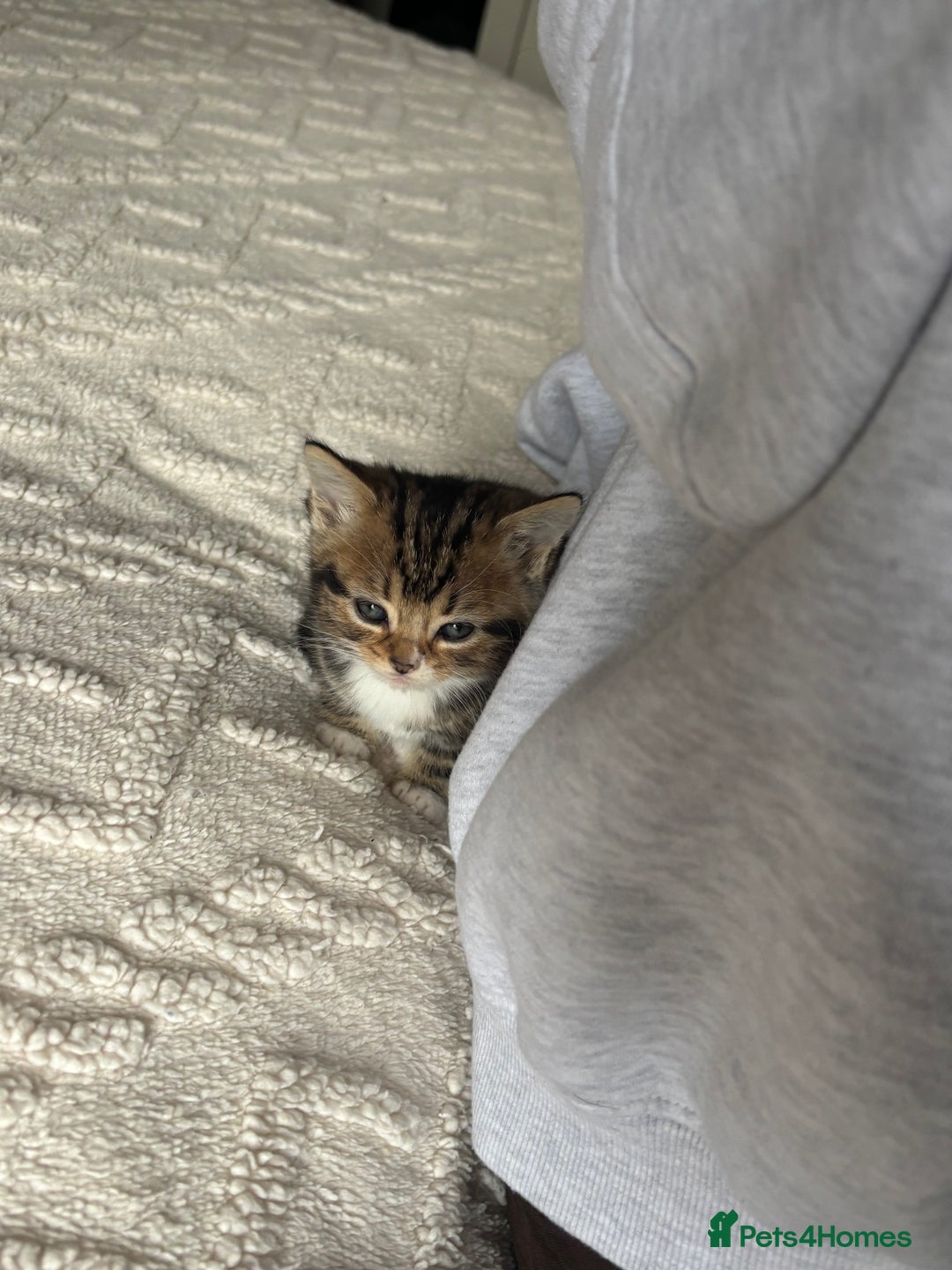 Mixed Breed cats for sale: *ONE LEFT* Beautiful long hair kittens - Advert 26