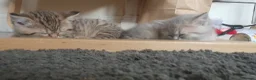 British Shorthair cats for sale: BRITISH SHORTHAIR BLACK GOLDEN SPOTTED TABBY - Advert 8