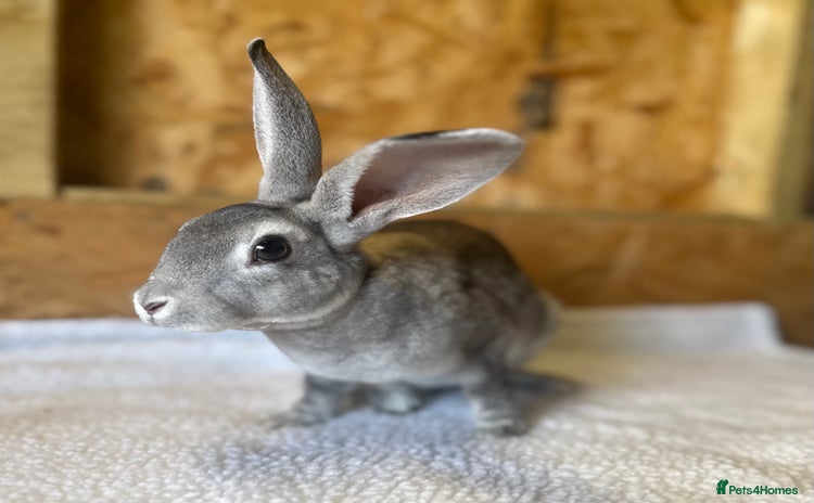 Mixed Breed rabbits - Advert 4