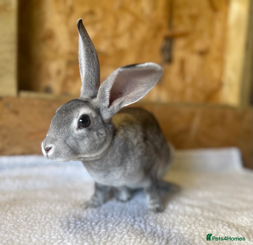 Mixed Breed rabbits for sale: Chinchilla Mini Rex doe 🤍 - Image 1