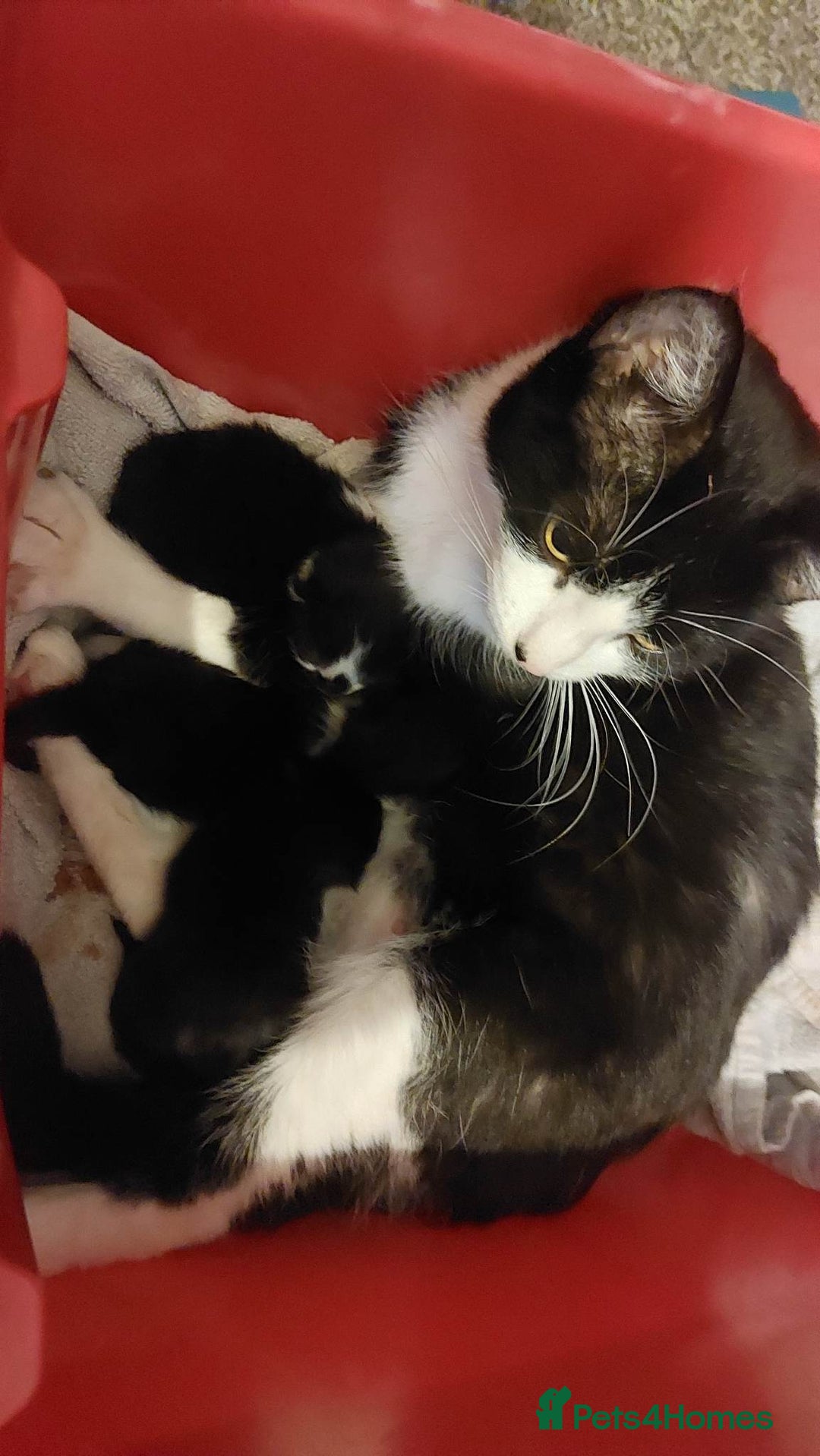 Brazilian Shorthair cats for sale: Kittens  - Advert 2