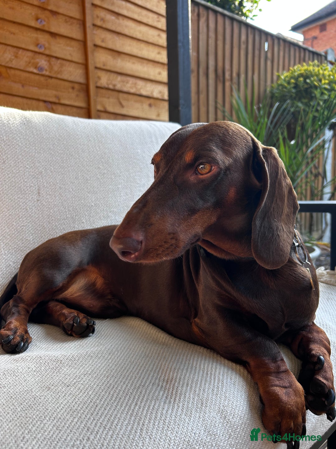 Dachshund dogs for stud: KC reg. Chocolate and tan smooth haired dachshund - Image 3