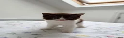 British Shorthair cats for sale: 2 female GCCF British short hair kittens - Advert 17