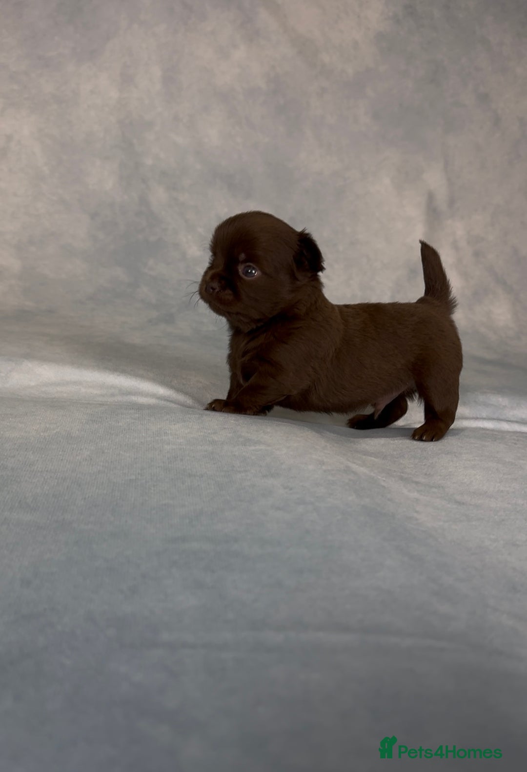 Chihuahua dogs for sale: Chihuahua puppies available on  ** s  - Advert 7