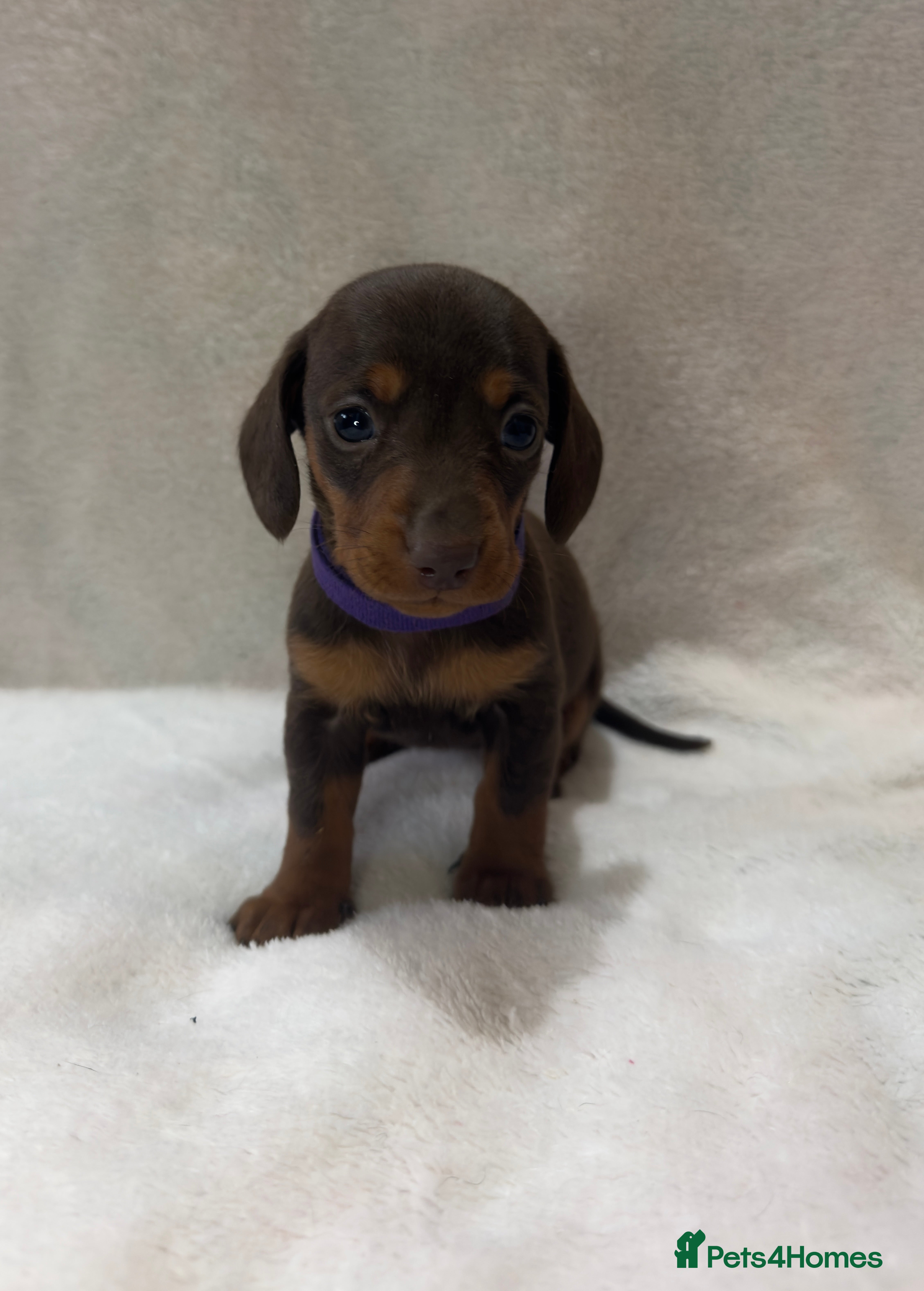 Dachshund dogs Kennel Club Registered & Health Tested - Advert 14