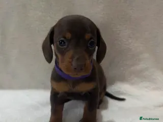 Dachshund dogs Kennel Club Registered & Health Tested - Advert 14