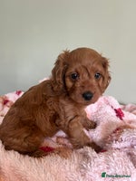 Cockapoo dogs - Advert 16