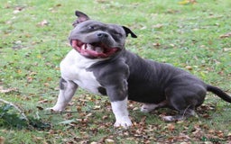 American Bully dogs for sale: American pocket bully  - Image 12