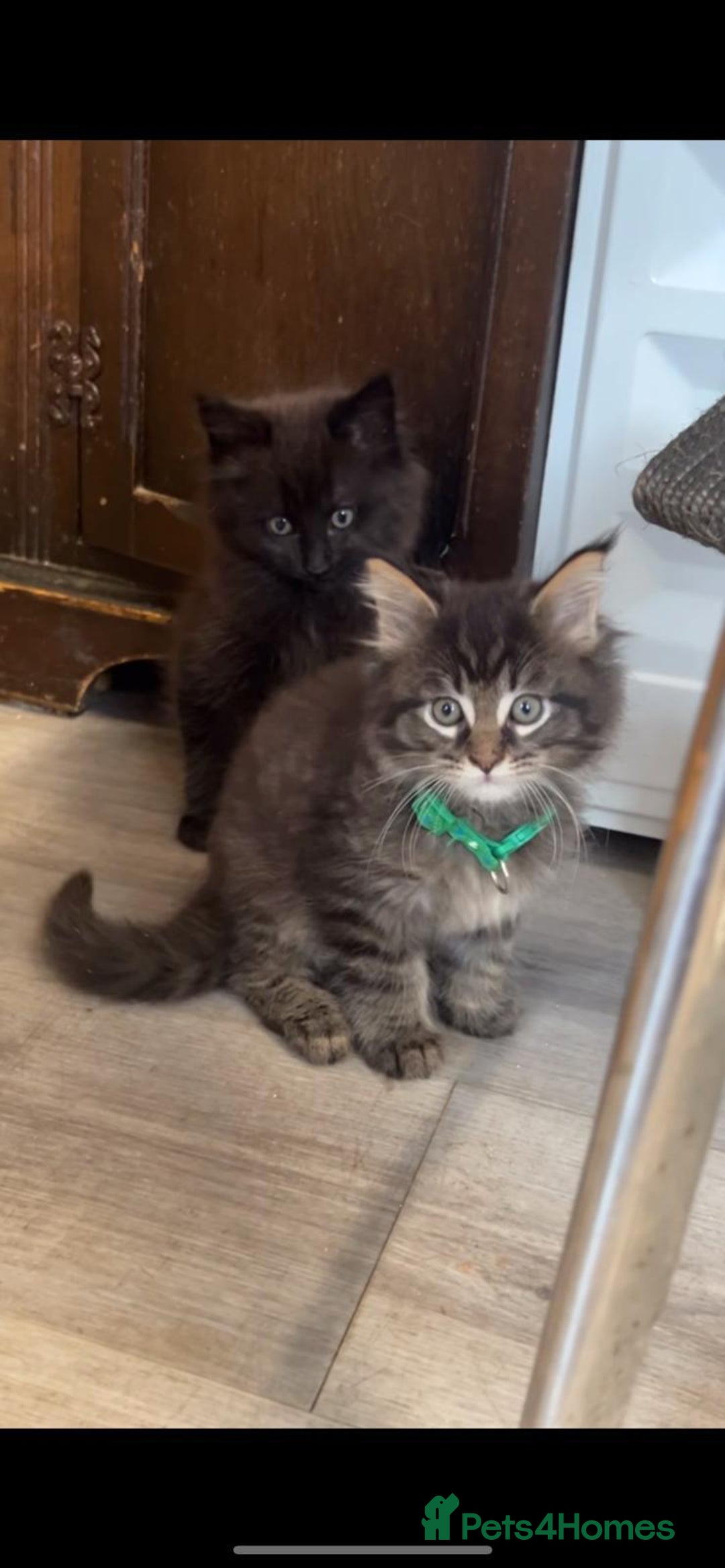 Maine Coon cats for sale: 🐾🐈‍⬛10 week old Maine coon kittens🐈‍⬛🐾 - Image 8