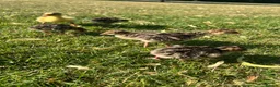 Turkeys poultry for sale: *PRE ORDER* American Turkey poults! - Advert 2