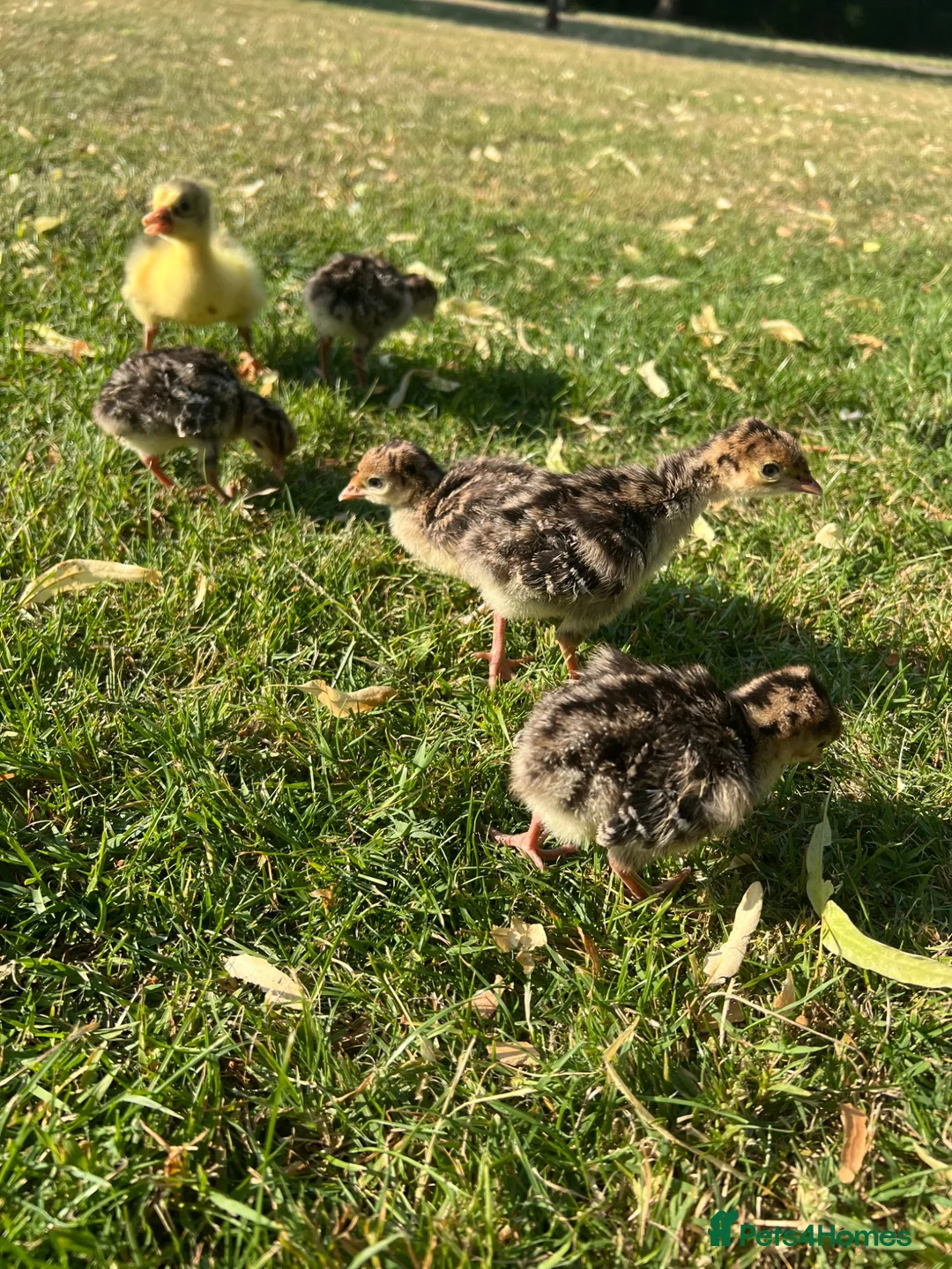 Turkeys poultry for sale: *PRE ORDER* American Turkey poults! - Advert 2
