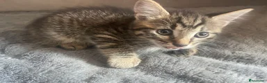 Little Gobby
