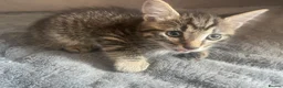 Mixed Breed cats for sale: 3 x Lovely Little Boys - Advert 5