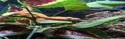 Gecko reptiles for sale: Crested gecko for sale  - Advert 3