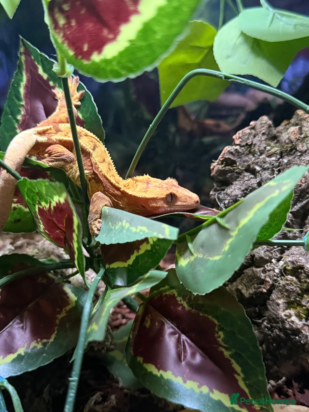 Gecko reptiles for sale: Crested gecko for sale  - Advert 3