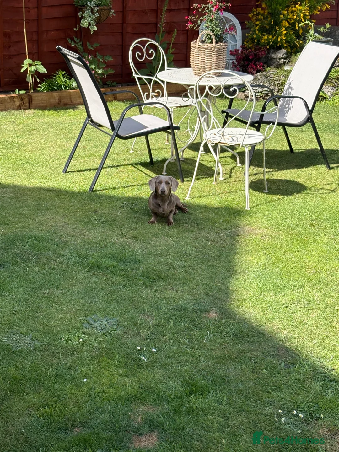 Miniature Dachshund dogs for sale: Kc miniature dashound in Bilston - Advert 2
