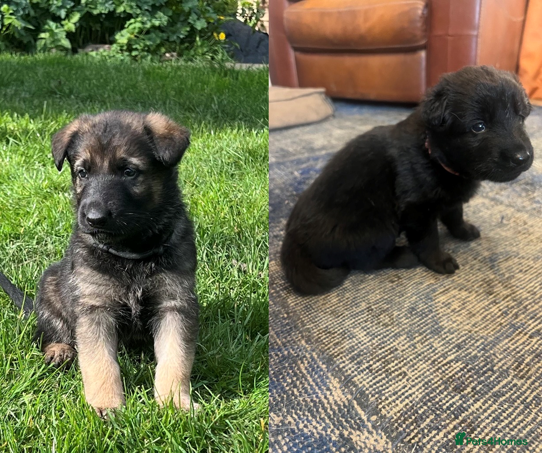 German Shepherd dogs Straight Back w/line German Shepherd puppies - Advert 2