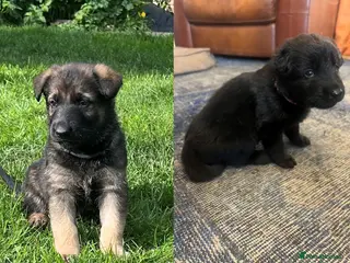 German Shepherd dogs Straight Back w/line German Shepherd puppies - Advert 2
