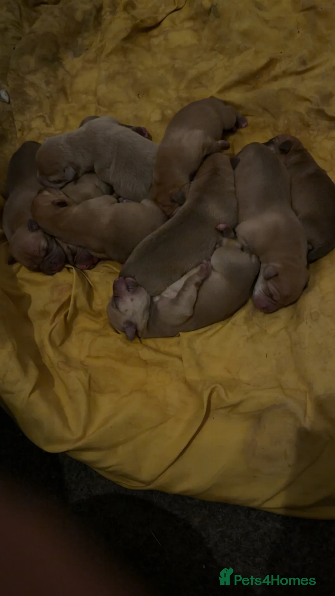 Mixed Breed dogs for sale: Staffy X puppies for sale  - Advert 6